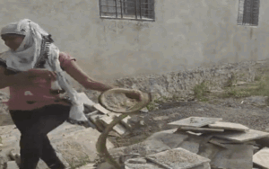 Clip: Cô gái bắt rắn hổ mang chúa bằng 1 tay trong 5 giây khiến nhiều người choáng váng