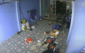 Khiếp vía cảnh tượng rắn hổ mang dài 2m hung hãn lao vào sân tấn công một gia đình