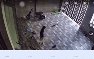 Clip: Kinh hãi con rắn hổ mang trườn vào nhà dân hung hăng tấn công chủ nhà và vật nuôi