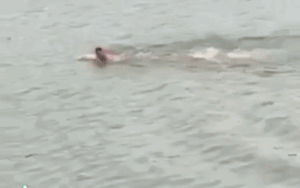 Clip: Thấy cô gái chới với giữa sông, người đàn ông vội lao xuống giải cứu, danh tính của anh còn sốc hơn