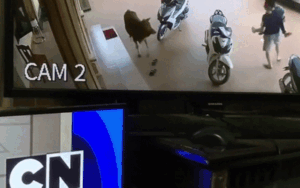 Bé trai nghịch dại trêu bò bị dí chạy nhưng màn giải cứu khó hiểu của ông bố mới là điều gây chú ý