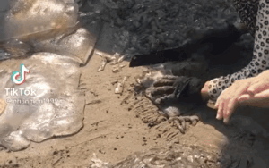 Người dân miền biển cắt sứa rồi để chất đống trên nền cát, dân mạng nổ ra tranh cãi trái chiều