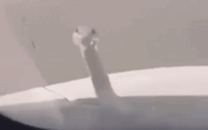 Clip: Tài xế được phen giật mình khi phát hiện 'vị khách lạ' ngoe nguẩy ngoài kính xe ô tô