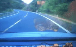 Nam thanh niên đi xe máy đổ đèo và gặp tai nạn vì mất lái, cái kết khiến nhiều người 'thót tim'