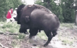 Đang tham quan vườn thú, bé gái bị bò rừng hất tung 'lên trời'