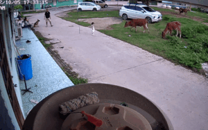 Bé trai 1 tuổi bị bò tấn công, chó nhà lập tức 'hộ giá' khiến kẻ tấn công bỏ chạy thục mạng