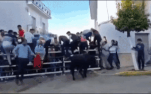 Xuống đường xem lễ hội truyền thống, cụ ông mất mạng oan vì bị bò húc trúng