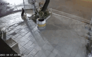 Ô tô mất lái đâm sầm vào nhà dân trong đêm, phản ứng của chú chó đứng gần đó gây chú ý