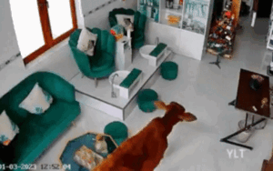 'Vị khách' đặc biệt ghé tiệm làm đẹp khiến người chủ được phen cười ngất khi xem lại camera