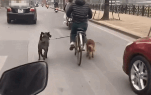 Sử dụng 2 chú chó làm động cơ giúp xe đạp chạy trên đường, ý tưởng khiến người khen ngợi, người chê bai