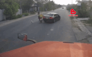 Thanh niên gặp tai nạn vì chó thả rông nhưng dân mạng chỉ ra lỗi không hoàn toàn thuộc về chú chó