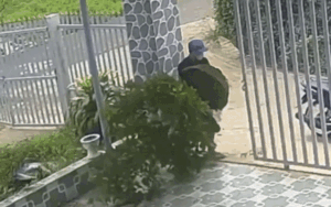 2 thanh niên xông vào nhà dân trộm cây cảnh nhưng dân mạng chỉ chú ý phản ứng của 'nhân vật lắm lông' này