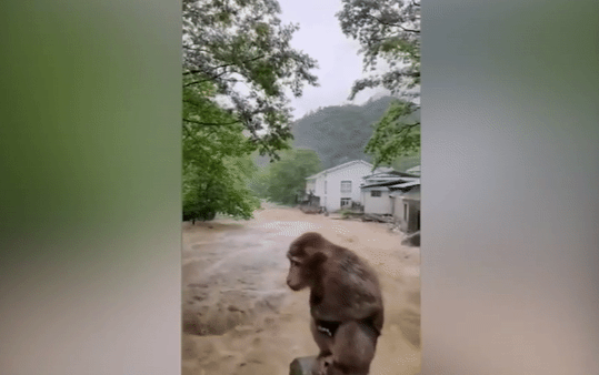 Dân mạng Trung Quốc xót thương chú khỉ bị kẹt giữa dòng lũ Ảnh 2