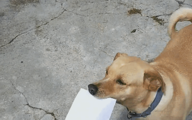 Chú chó thông minh nhận thư giúp chủ suốt hơn 4 năm Ảnh 2