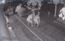 Clip: 3 người đàn ông đi ô tô ngang nhiên trộm chậu hoa giấy lúc 4h sáng trước cửa nhà dân Ảnh 2