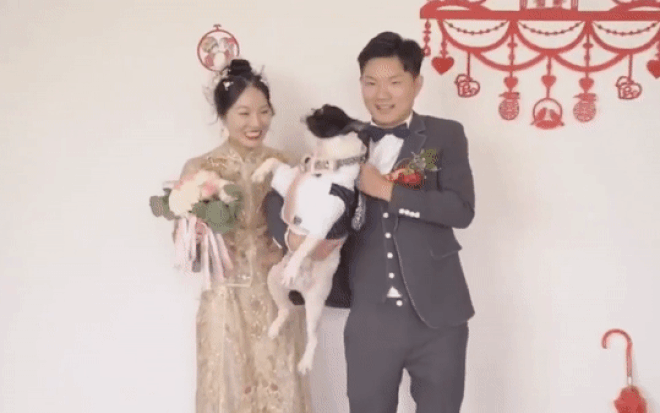 'Tiểu tam' bốn chân ngang nhiên sút bay cô dâu, độc chiếm chú rể trong ngày cưới Ảnh 2