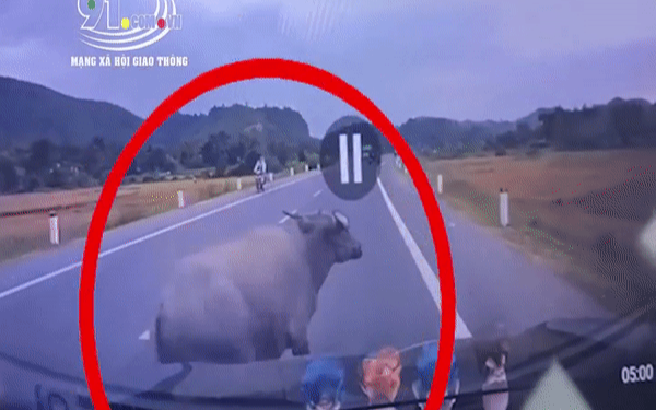 Clip: Xe 7 chỗ tông phải trâu, 'nạn nhân' văng trượt dài trên đường rồi co giò bỏ chạy Ảnh 2