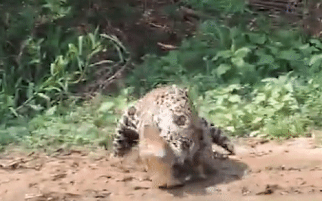 Suýt xổng con mồi vào phút cuối, báo đốm Brazil tung 'đòn hiểm' đoạt mạng cá sấu caiman Ảnh 2