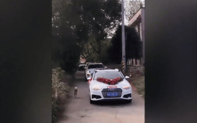 Không nỡ rời xa cô chủ, chú chó trung thành đuổi theo đoàn xe rước dâu suốt 10 km Ảnh 2