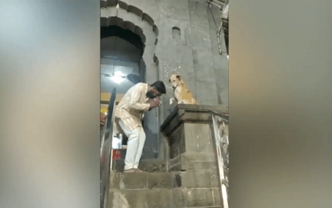 Chú chó bắt tay các tín đồ trước cửa đền gây 'bão' mạng xã hội Ảnh 2