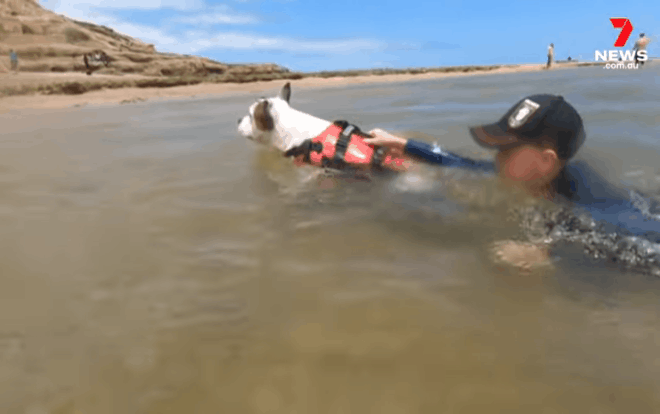 Chú chó bulldog nhảy xuống sông cứu bé trai 'chỉ vài giây nữa là chết đuối' Ảnh 2