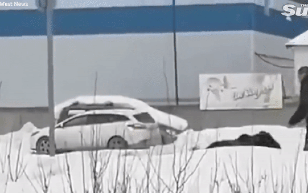 Đang đứng nghe điện thoại, người đàn ông 'chạy trối chết' khi bị gấu đuổi trên phố Ảnh 2