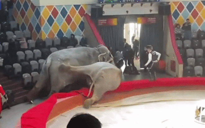 Đang làm xiếc, voi cái bỗng 'hoá điên' rượt đuổi đồng loại, khán giả bỏ chạy tán loạn Ảnh 2