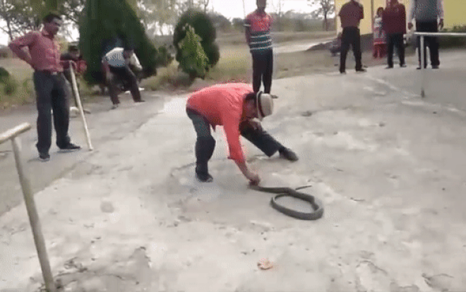 Clip: Kinh hãi khoảnh khắc người đàn ông tay không bắt rắn trong trường học Ảnh 2