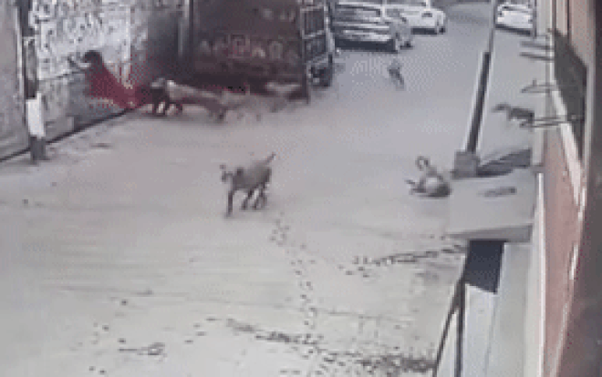 Clip: Đang đi đường, bé gái bị 12 con chó lao vào cắn xé Ảnh 2