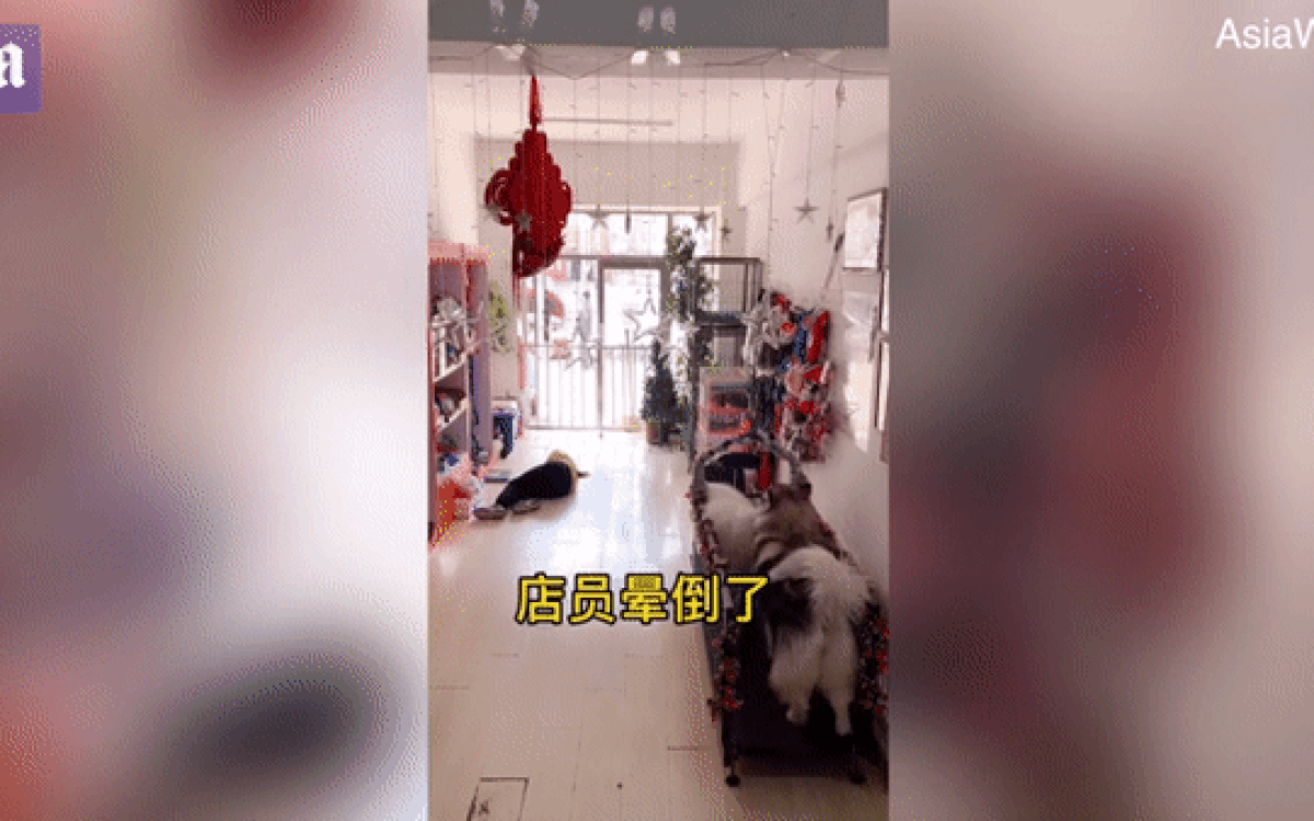 Clip: Thấy người ngất xỉu, chú chó ngừng tập thể dục lao ra cứu Ảnh 2