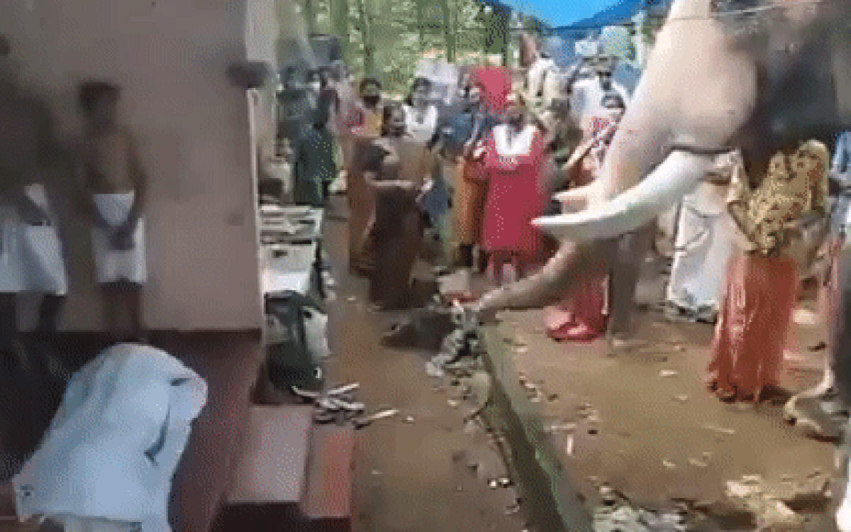Xúc động chú voi đi bộ 25 km về chào tạm biệt người huấn luyện cũ Ảnh 2