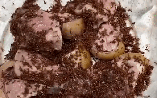 'Nổi da gà' với món đặc sản để kiến bò lúc nhúc Ảnh 2