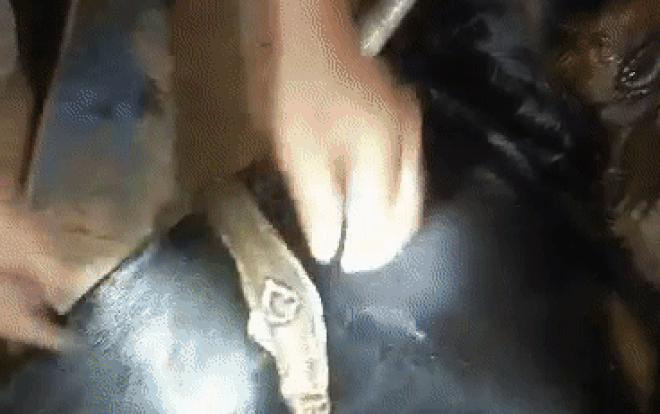 Kinh hoàng cảnh rắn hổ mang bò vào vườn nhà cắn chết chó Pitbull gần 60kg Ảnh 2