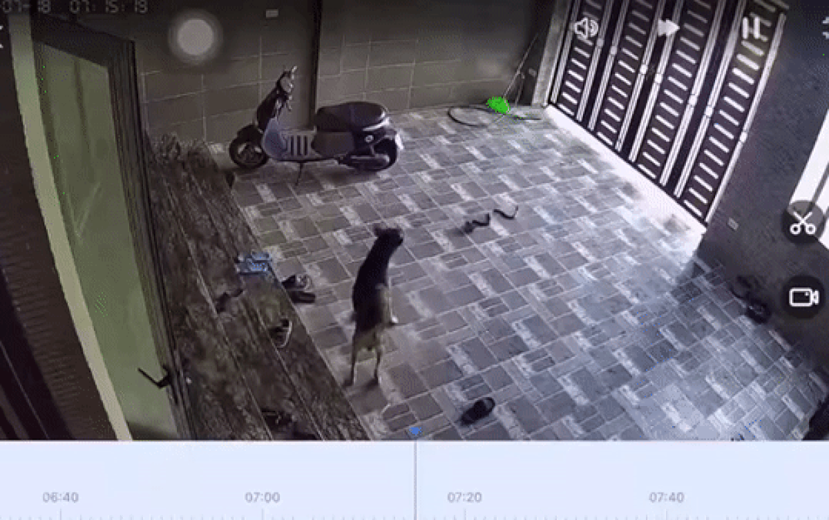 Clip: Kinh hãi con rắn hổ mang trườn vào nhà dân hung hăng tấn công chủ nhà và vật nuôi Ảnh 2