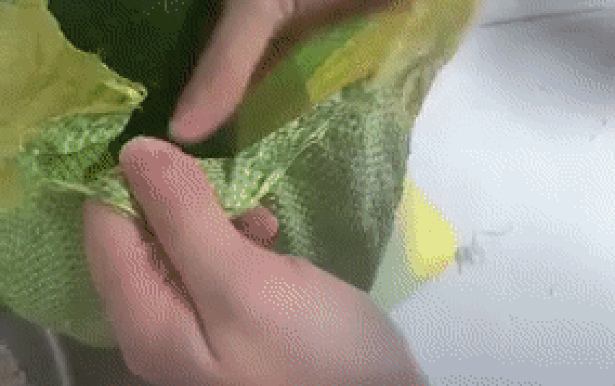 Nhận được bao gạo hỗ trợ từ mạnh thường quân, cô gái giật mình khi phát hiện 'bí mật' bên trong Ảnh 2