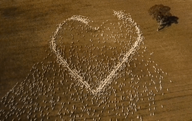 Dì qua đời nhưng không thể tới viếng vì Covid-19, lão nông gửi lời nhắn từ biệt khiến ai nấy nghẹn ngào Ảnh 2