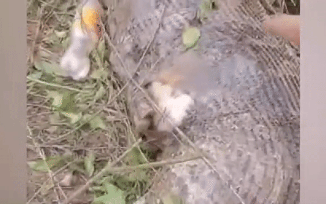 Clip: Trăn Miến Điện khổng lồ vỡ bụng chết vì nuốt chửng con bò Ảnh 2