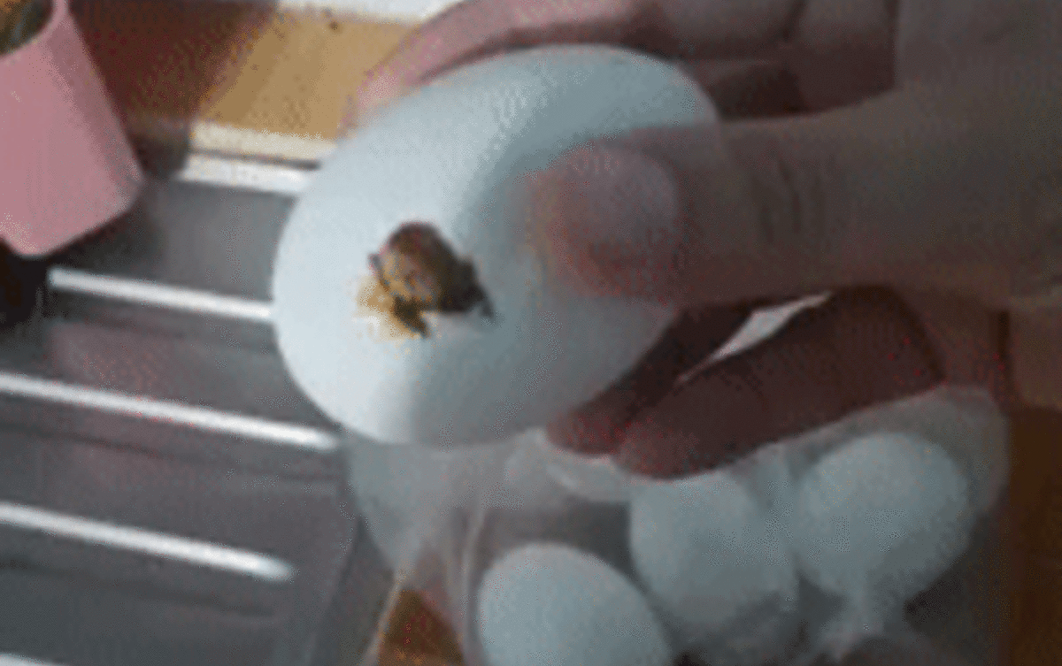 Nửa đêm nghe tiếng động lạ, cô gái quyết định đi tìm 'tung tích' và phát hiện điều bất ngờ Ảnh 2