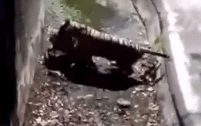 Ngã vào chuồng hổ, nam thanh niên bị cắn và tha đi với kết cục thảm thương Ảnh 2