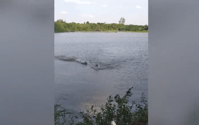 Clip: Người đàn ông chạy trối chết khi bị cá sấu truy đuổi Ảnh 2