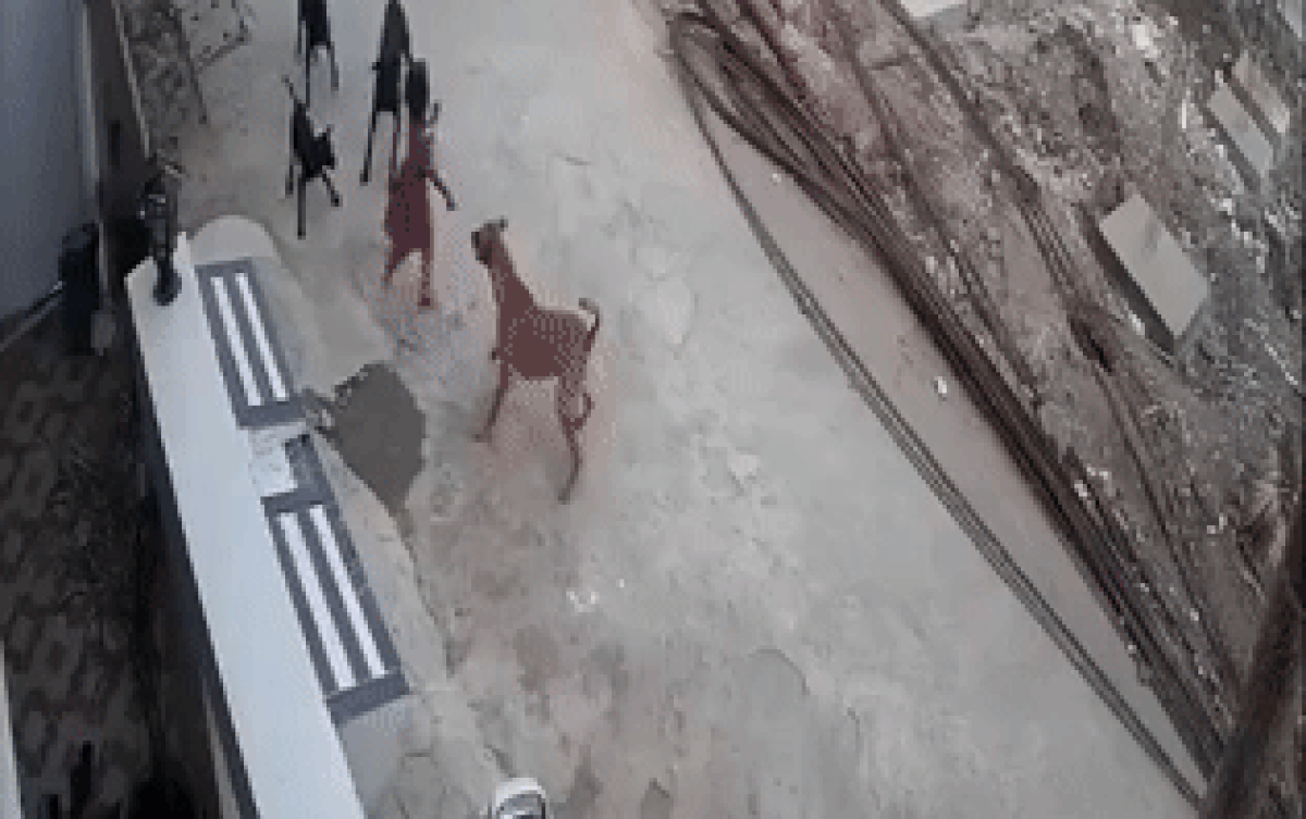 Bé gái bị đàn chó xâu xé, phút giằng co khiến nhiều người nín thở dõi theo Ảnh 2