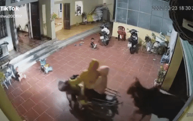 Clip: Thấy 'vị khách không mời' lao thẳng vào nhà, cả gia đình chạy tán loạn thoát thân Ảnh 2