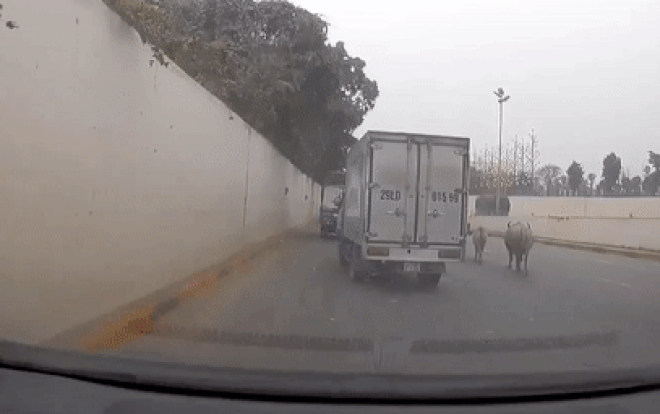 Xuất hiện dàn 'phương tiện lạ' đang dạo bộ giữa đường lớn, tài xế nhanh chóng đánh lái nhường đường Ảnh 2