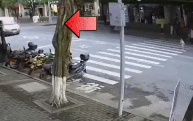 Bé gái lăng xăng chạy sang đường suýt bị ô tô tông trúng và cái kết may mắn nhờ hành động của tài xế Ảnh 2