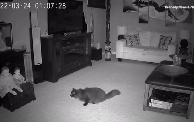 Xem camera, người phụ nữ 'hoảng hồn' phát hiện cảnh đáng sợ trong nhà khiến mèo cưng bỏ chạy 'té khói' Ảnh 2