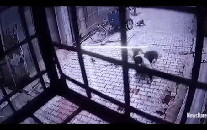 Người đàn ông bị đàn khỉ vây 'đánh hội đồng', diễn biến vụ việc gây 'thót tim' Ảnh 2