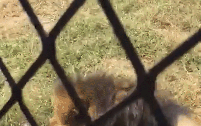 Clip: Sư tử kéo lê người trông coi vườn thú, diễn biến tiếp theo gây 'đứng tim' Ảnh 2