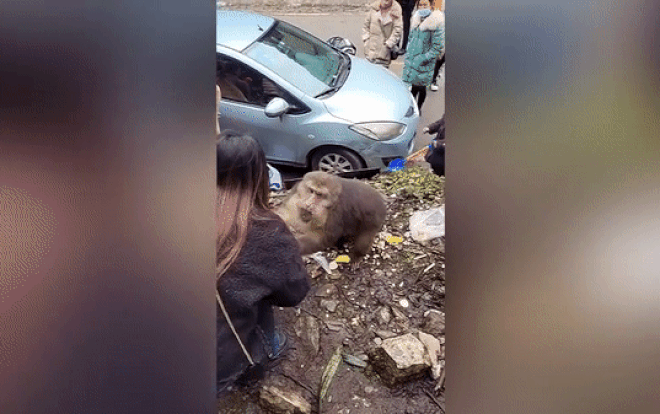 Giằng đồ ăn không được, khỉ lao vào túm tóc đánh cô gái Ảnh 2