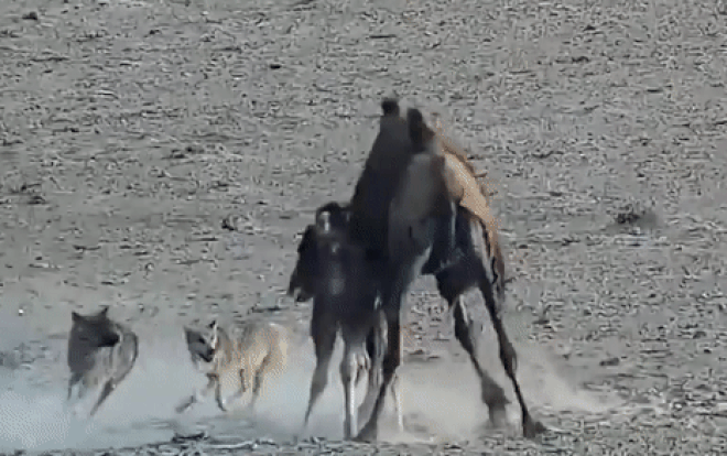 Clip: Lạc đà mẹ 'căng mình' bảo vệ con trước đàn sói suốt 4 tiếng Ảnh 2