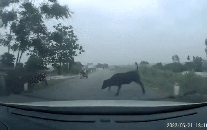 Clip: Ô tô đâm trúng, hất văng con bò giữa đường khiến một xe máy đi ngược chiều 'phải vạ' Ảnh 2